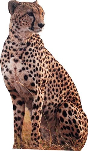 Aahs Engraving Cheetah Life Size Cardboard Cutout Stand