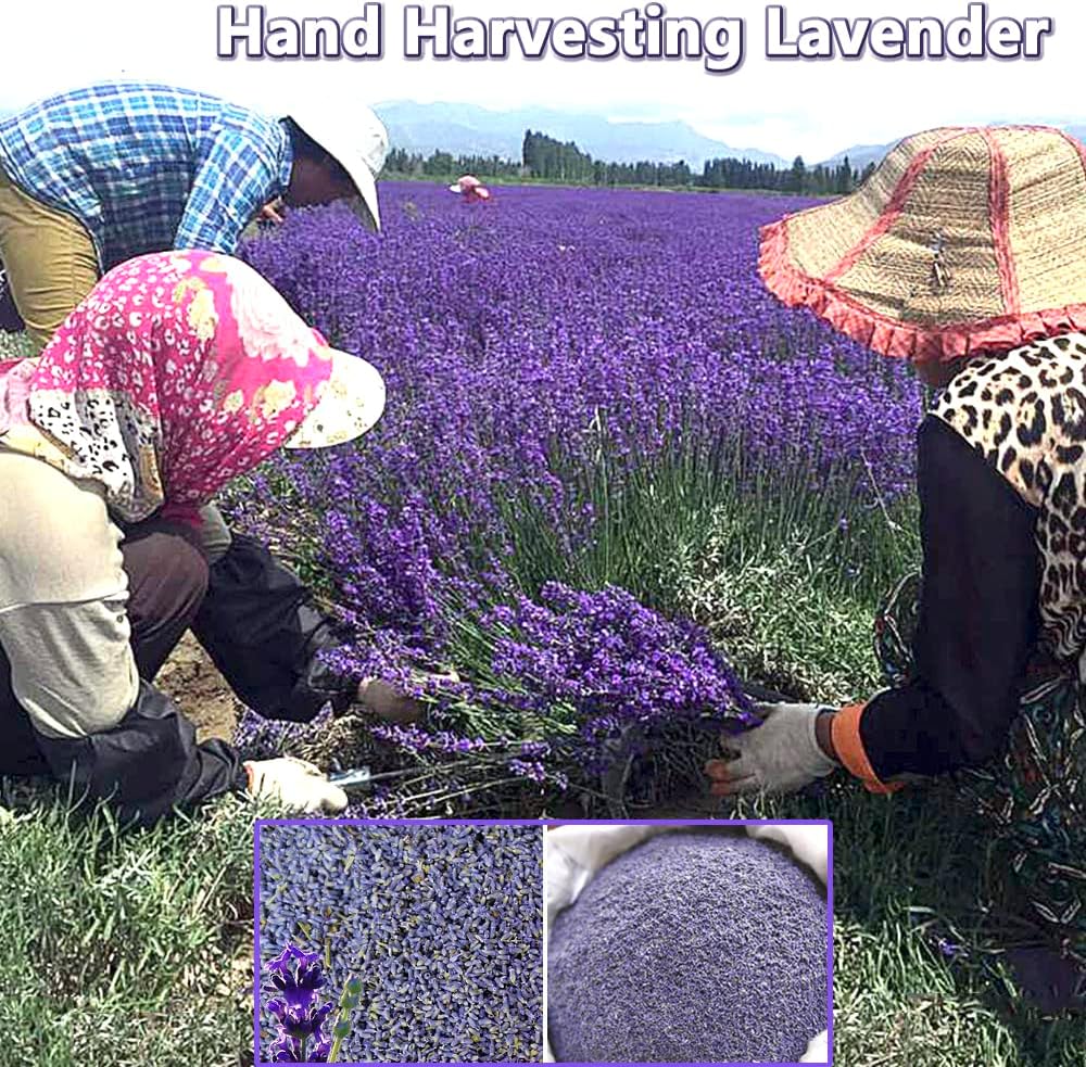 Jitejoe Dried Lavender Buds for Sachets and Candles 1 Pound Pack