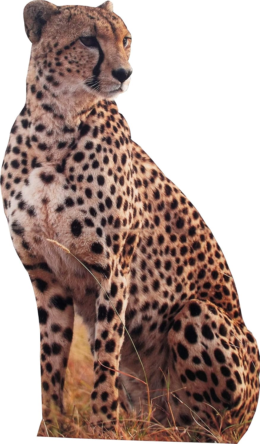 Aahs Engraving Cheetah Life Size Cardboard Cutout Stand